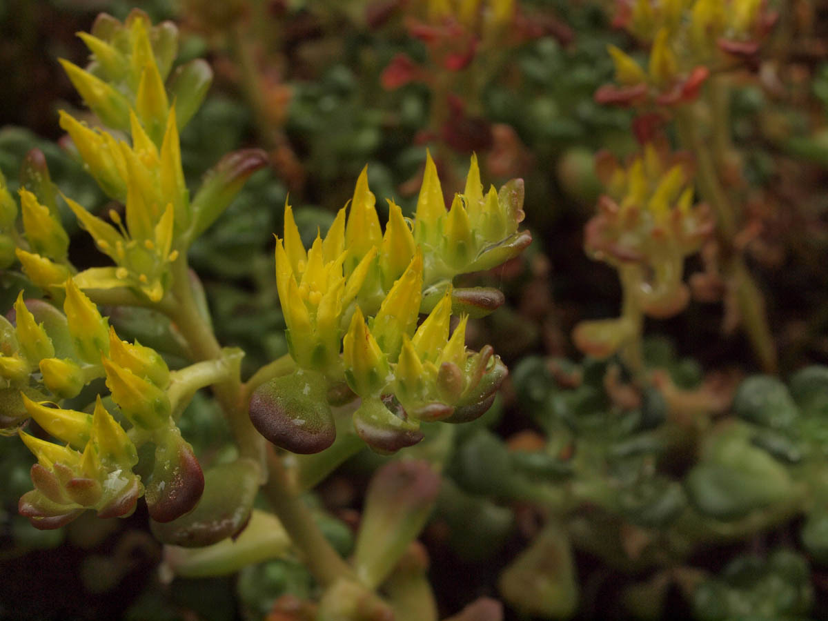 Sedum oreganum var. oreganum