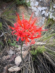 Nerine sarniensis