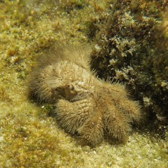 Pilumnus vespertilio