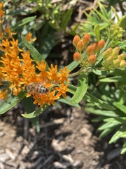 Apis mellifera