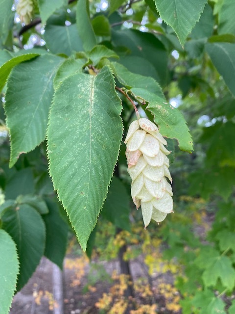 hop-hornbeams