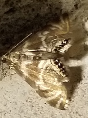 Petrophila canadensis