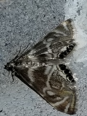 Petrophila canadensis