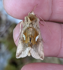 Autographa metallica