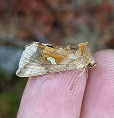 Autographa metallica