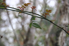 Rosa pricei