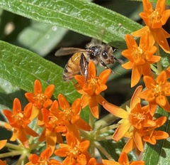 Apis mellifera