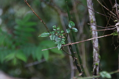 Rosa pricei