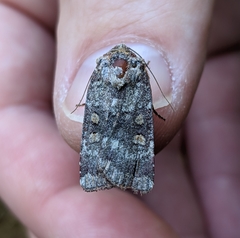 Abagrotis pulchrata