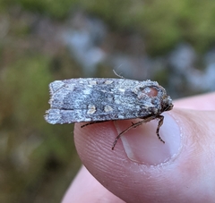 Abagrotis pulchrata