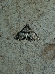 Petrophila canadensis