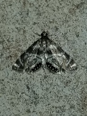 Petrophila canadensis