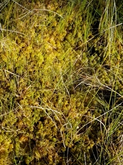 Sphagnum annulatum