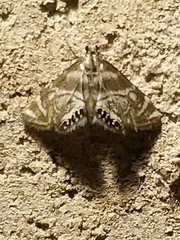 Petrophila canadensis