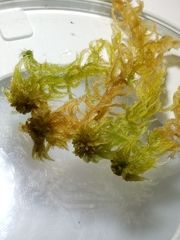 Sphagnum annulatum