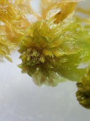 Sphagnum annulatum