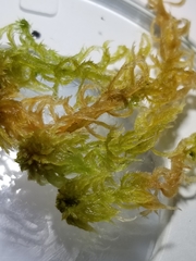 Sphagnum annulatum
