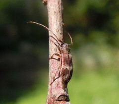 Exocentrus lusitanus