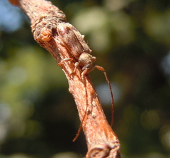 Exocentrus lusitanus