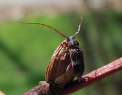 Exocentrus lusitanus