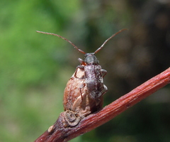 Exocentrus lusitanus