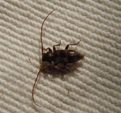 Exocentrus lusitanus