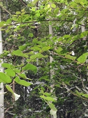 Vernicia fordii