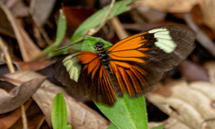Heliconius timareta