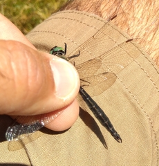 Somatochlora alpestris