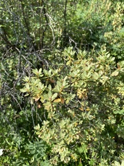 Rhododendron parvifolium