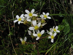 Saxifraga hostii