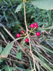 Lindera erythrocarpa