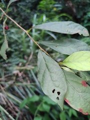 Lindera erythrocarpa