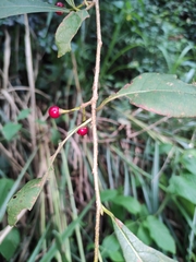 Lindera erythrocarpa