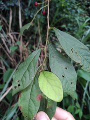 Lindera erythrocarpa