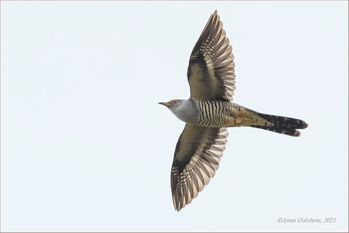 Oriental Cuckoo, photo 4 of 10