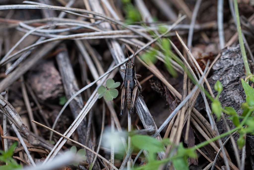 Chiricahua Short-wing Grasshopper