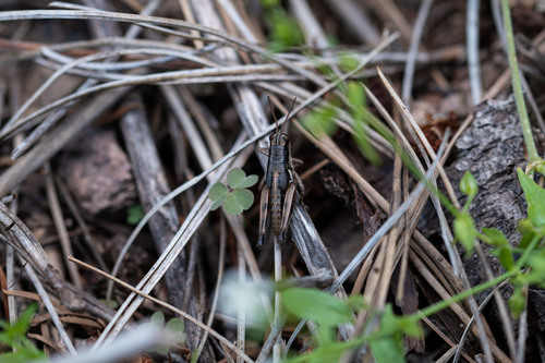 Chiricahua Short-wing Grasshopper