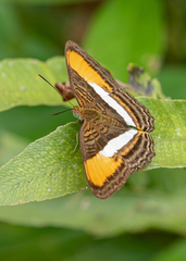 Adelpha cytherea cytherea