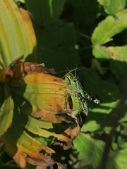 Miramella carinthiaca