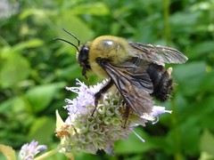 Bombus griseocollis