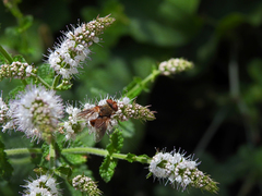 Ectophasia leucoptera
