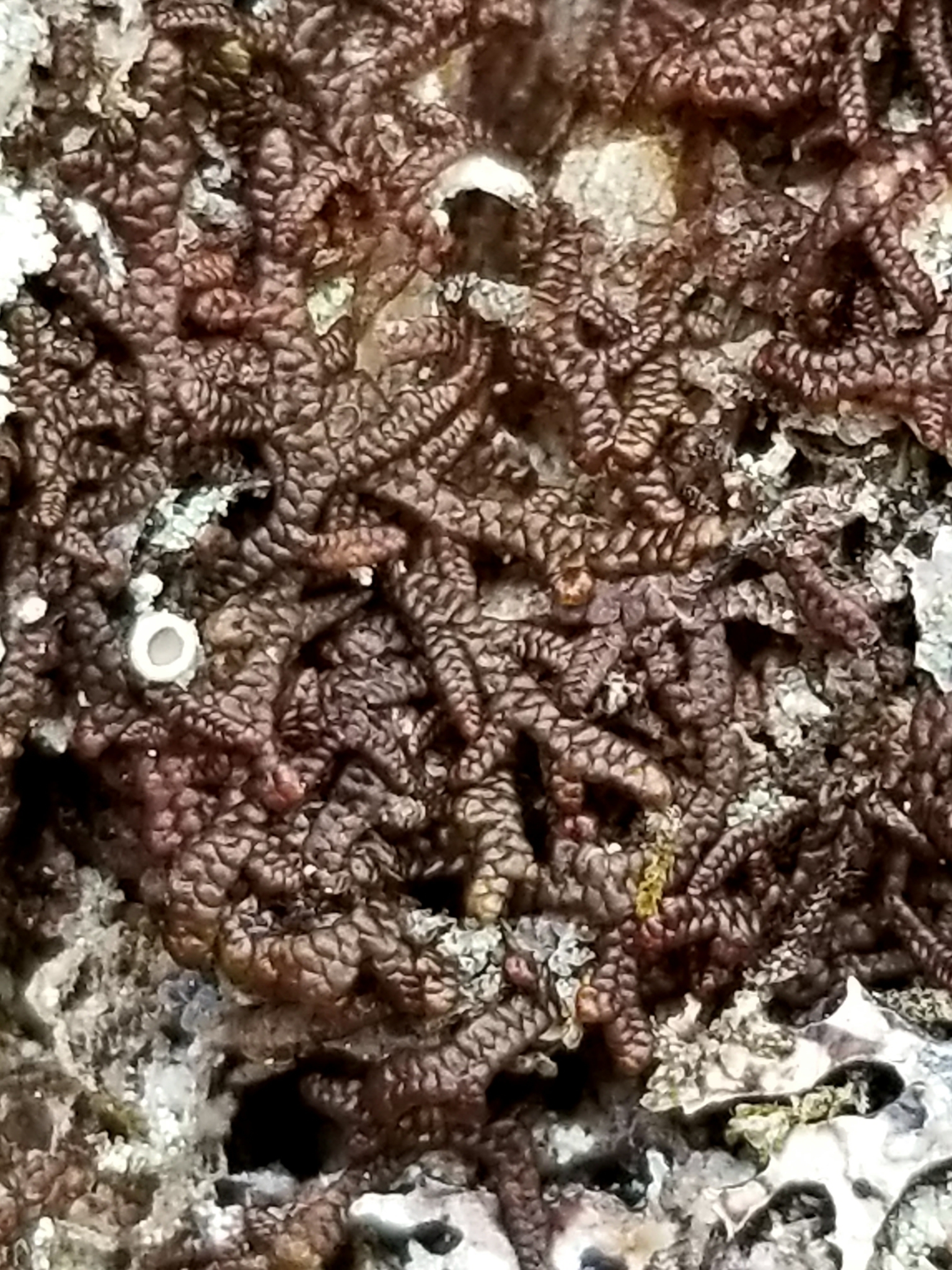 Frullania asagrayana