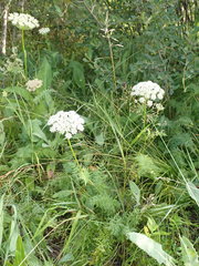 Seseli condensatum