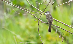 Myiarchus ferox