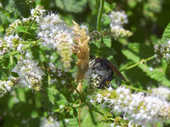 Scolia erythrocephala