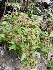Rubus sachalinensis