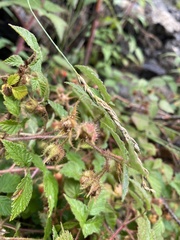 Rubus sachalinensis