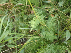 Seseli condensatum