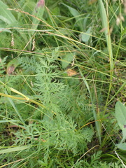 Seseli condensatum